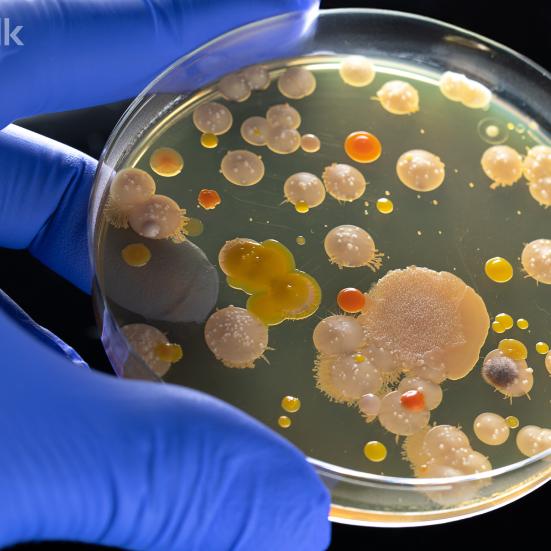 Bakteria og antibiotika