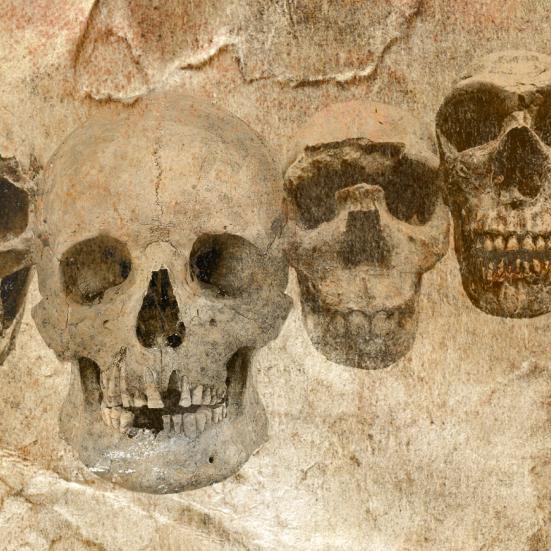 DNA og fossiler udvider vores stamtræ
