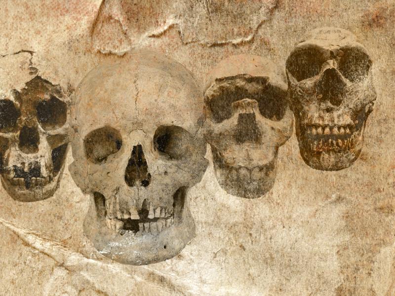 DNA og fossiler udvider vores stamtræ