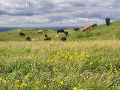 Fortidens og fremtidens vilde natur