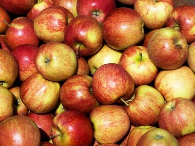 Æbler efter høsten. Foto: Colourbox.dk