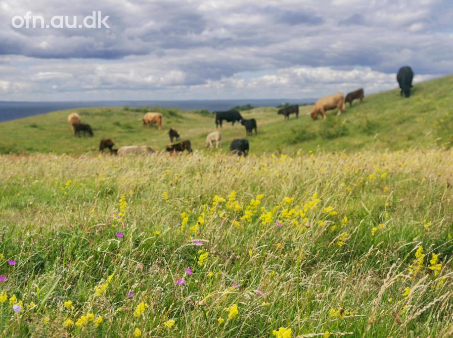 Fortidens og fremtidens vilde natur
