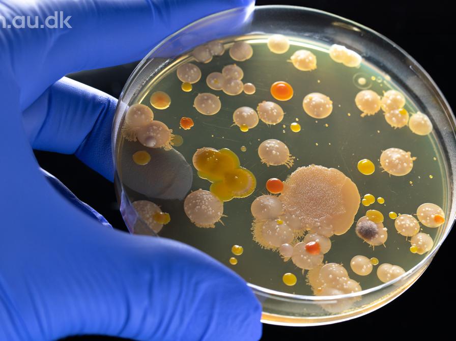 Bakteria og antibiotika