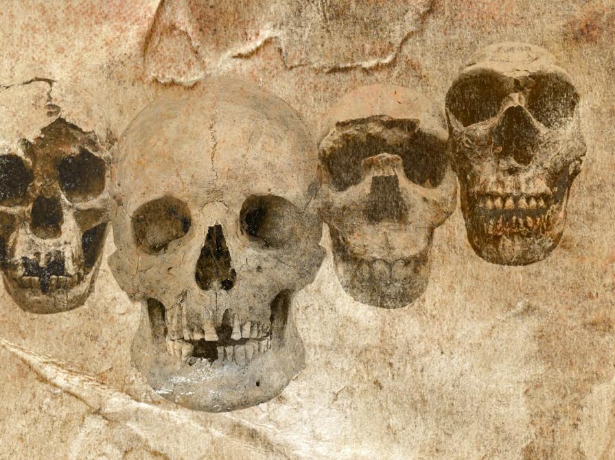 DNA og fossiler udvider vores stamtræ