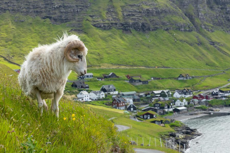 Får på Færøerne
