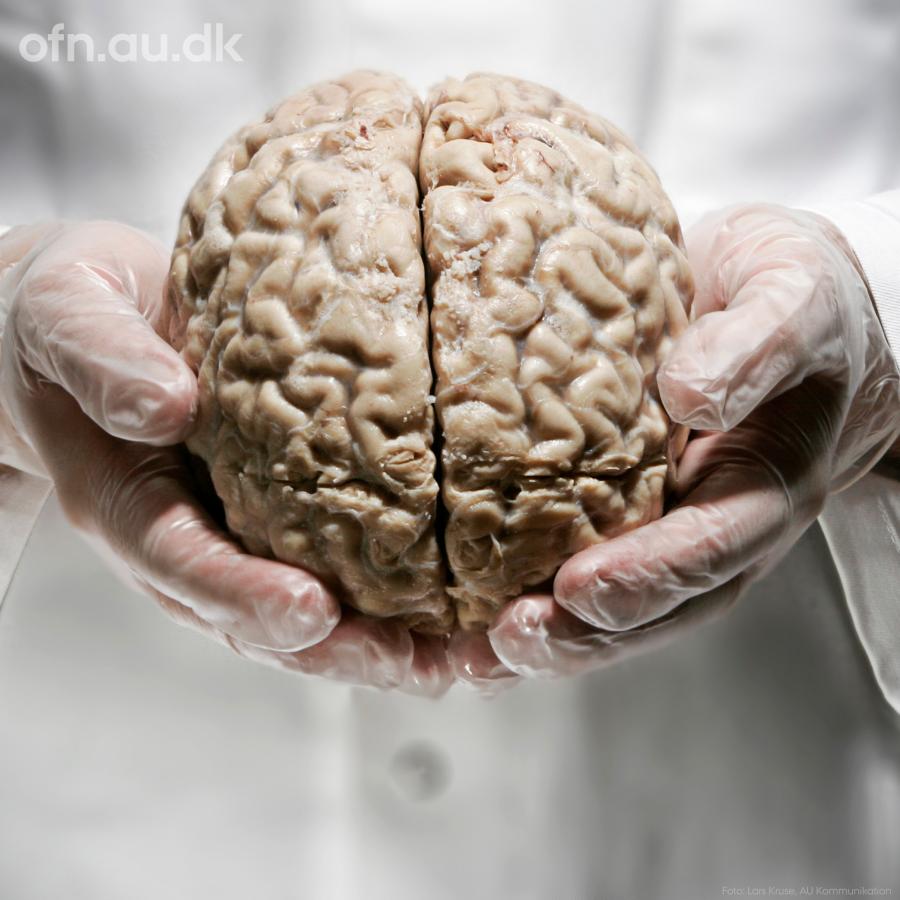 Hvordan fungerer hjernen? Person holder model af hjernen i hænderne.